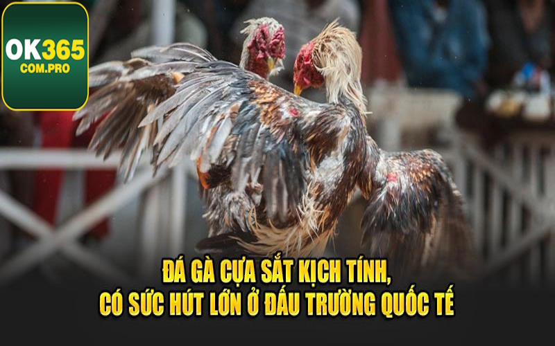 Thể loại chọi kê gắn trang bị thu hút khách hàng